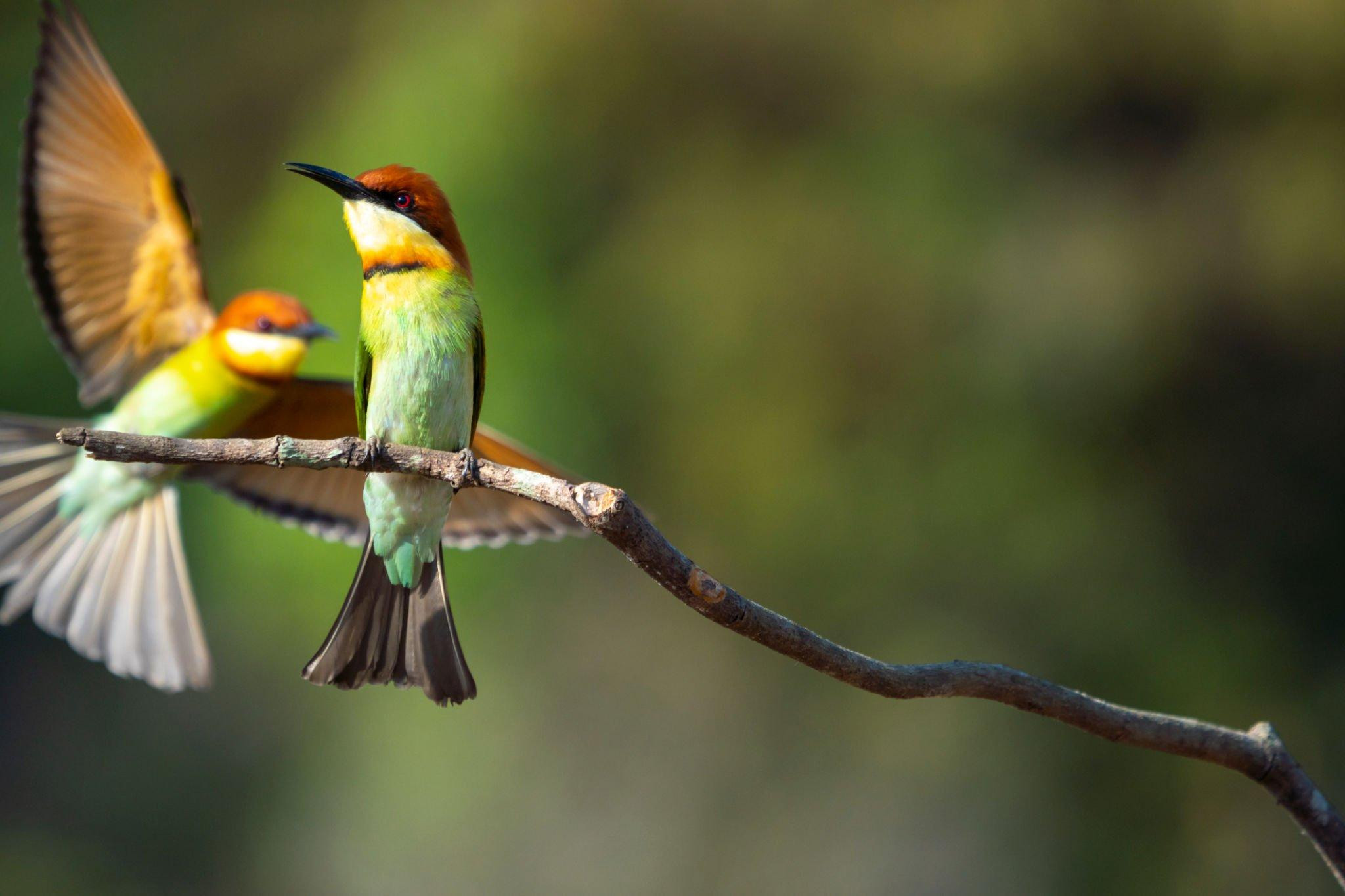 Bird Watching Tour in Pokhara: Birding Tour with Expert Guide
